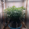 Venta de LSD Auto (Barney's Farm) | Semillas de marihuana feminizadas