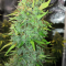 Venta de LSD Auto (Barney's Farm) | Semillas de marihuana feminizadas