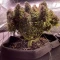 Gorilla Cookies Seeds