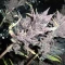 Vente de graines de cannabis LSD-25 Auto (Fast Buds)
