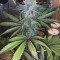 Buy Strawberry Eclair feminized seeds by G13 Labs