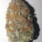 Sementes de maconha Triple G fem para venda