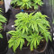 Vente de graines de cannabis Glookies (Barney's Farm)