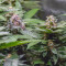 Vente de graines de cannabis Blueberry OG (Barney's Farm)