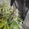 Original Auto Jack Herer Seeds - Cannabis Strain Seeds for Sale