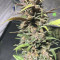 Ayahuasca Purple จาก Barney's Farm
