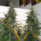 Venta de GG#4 Original Glue Auto (Original Sensible Seeds) | Semillas de marihuana feminizadas