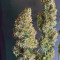 Mexican Airlines Auto (Fast Buds)