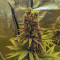 Tangerine Dream (Barney's Farm) Cannabis-Samen zu verkaufen