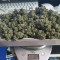 Vente de graines de cannabis Wedding Glue Auto (Fast Buds)