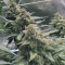 Vente de graines de cannabis Kosher Cake Auto (Fast Buds)