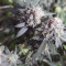 Banana Blaze Seeds - Cannabis Strain Seeds for Sale