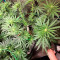 Blue Dream Seeds (Garden of Green) - Cannabis Strain Seeds for Sale