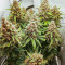 Graines féminisées de Scarlet Skunk Autoflower (EGS)