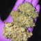 Sementes feminizadas de Sour Mac F1 (Seedkeepers)