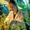 Semillas feminizadas Big Bud (Seedstockers)
