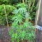 Sementes Feminizadas de Durban Thai x C99 (Brothers Grimm Seeds)