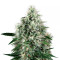 Fire OG Kush (Big Head Seeds)