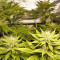 Fruity Juice regular (Sensi Seeds)