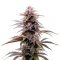 Ghost Train Haze Seeds