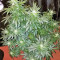 Larry OG Kush Seeds