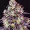 Lemon Pie Auto Seeds