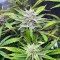 Semillas Feminizadas Pineapple Runtz Auto (Ethos Genetics)