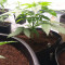 Shogun Seeds