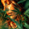 Graines féminisées de Strawberry Banana Auto (Fast Buds)