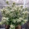 Super OG Kush Seeds