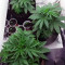 White Widow x Big Bud (Female Seeds)