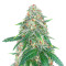 Sweet Zenzation XL Auto feminized seeds