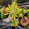 BlackBerry Autoflower (Herbies Seeds)