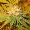 The Church feminized seeds