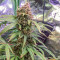 Semi di Tangerine Dream Auto fem