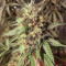 Blackwater strain