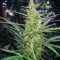 Blue OG strain