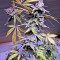 Cinderella XX (Brothers Grimm Seeds)