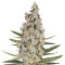 Criminal+ feminized seeds