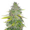 Gelato 41 (Seedstockers)