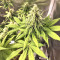 Gorilla × White Widow Seeds