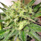 Graines de cannabis Kali China Breeders Pack (Ace Seeds)