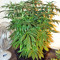 Nepal Jam feminized seeds