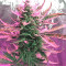 OG Kush Express Seeds
