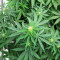 Sementes de Orange Buddy Auto (Herbies Seeds)