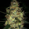 Pineapple Haze Seeds