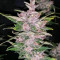 Graines féminisées de Purple Lemonade Auto (Fast Buds)