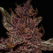Graines féminisées de Purple Lemonade Auto (Fast Buds)
