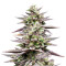 Graines de cannabis Rocklock (DNA Genetics)