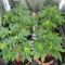 Sherbert Gorilla feminized seeds